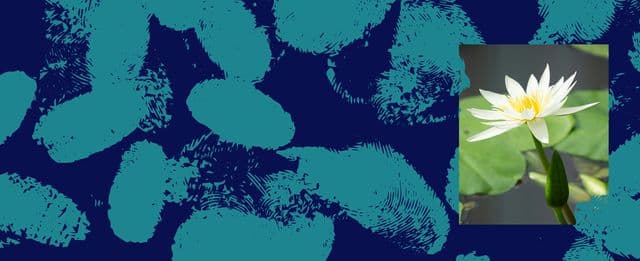 QRI Web Banner Flower